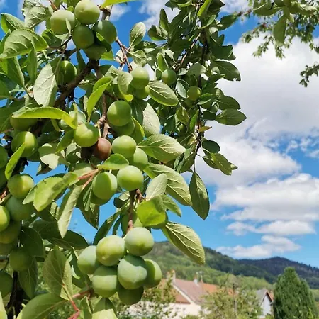 Bed & Breakfast D'hotes Au Coeur Des Vosges Et Proche De L'alsace