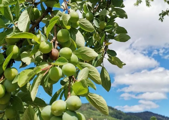 Nocleg ze śniadaniem D'hotes Au Coeur Des Vosges Et Proche De L'alsace